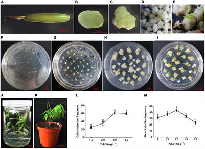 An Efficient Genetic Transformation and CRISPR/Cas9-Based Genome Editing System for Moso Bamboo (Phyllostachys edulis)